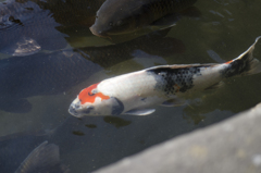 鯉６