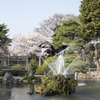 桜８