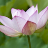 蓮１９
