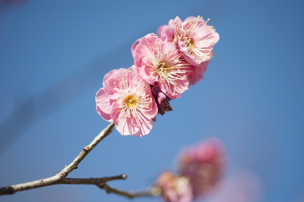 梅２０