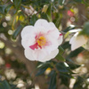 花２