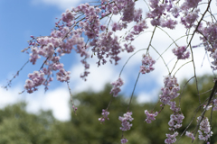 桜１０