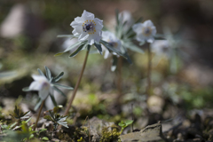 花４
