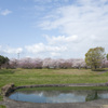 桜６