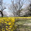 桜１