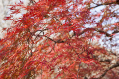 紅葉３