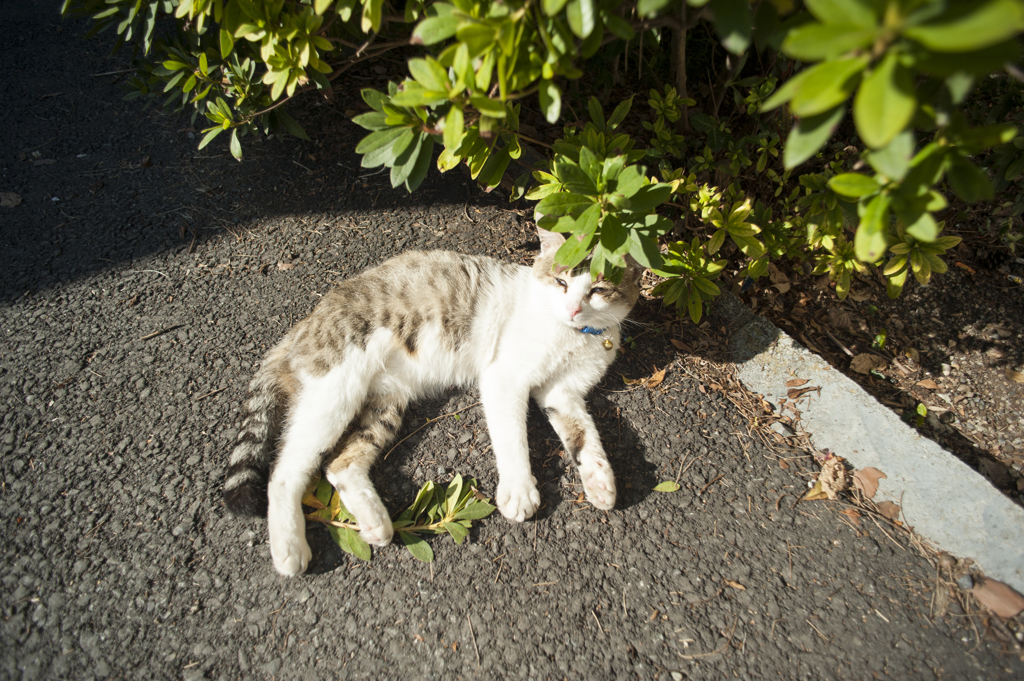 唐沢山の猫４
