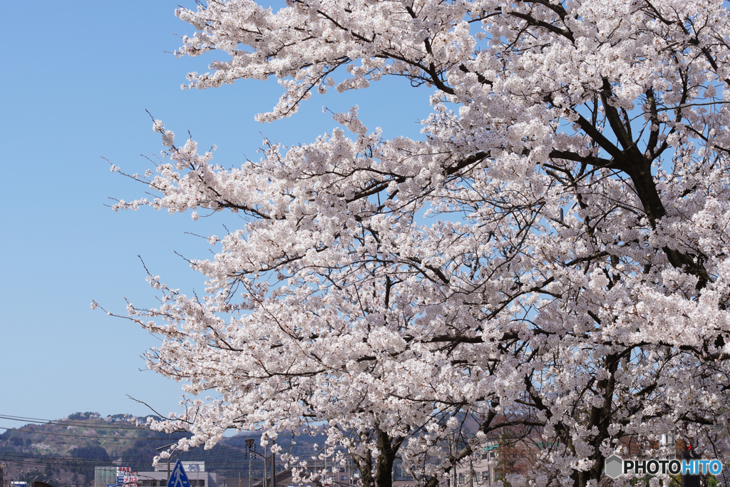 春日山城遠景