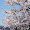 春日山城遠景