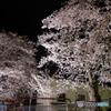 夜桜