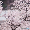 児童公園の桜2019