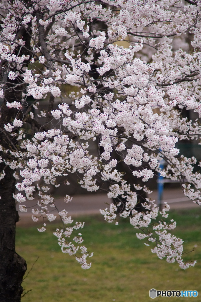 児童公園の桜2019 その2 