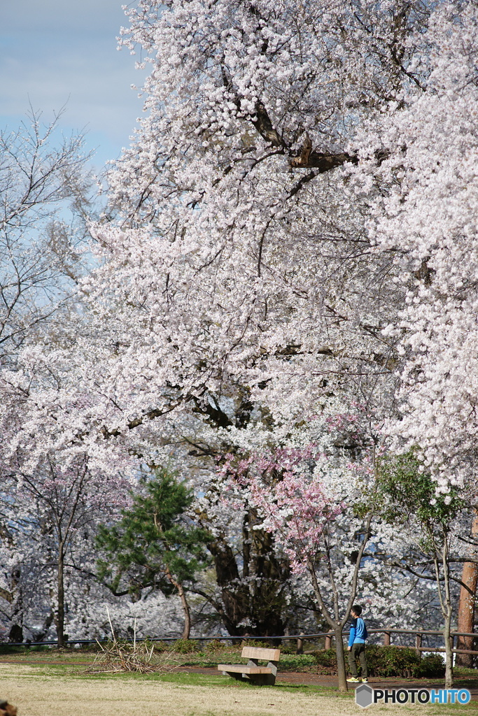 大桜