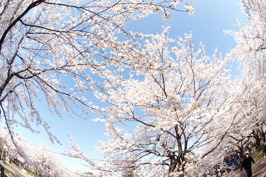 高田城址公園桜2023