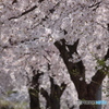 用水脇の桜