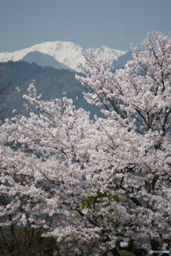 旅先の山々と桜