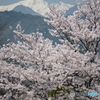 旅先の山々と桜