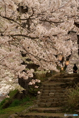 飯山城桜2016