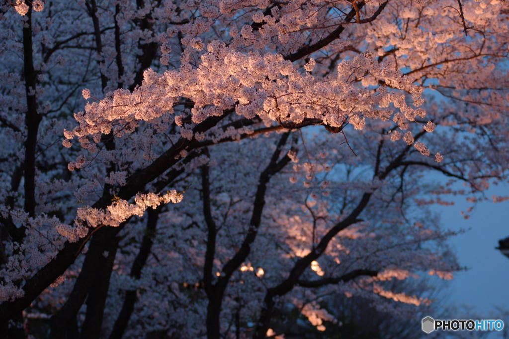 高田公園桜2017