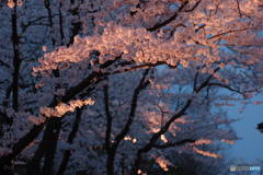 高田公園桜2017