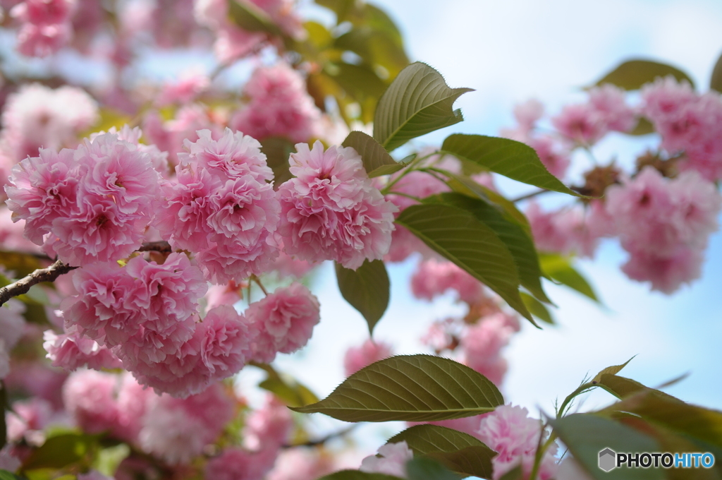 2018年の桜