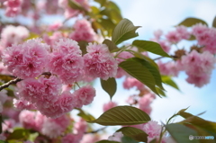 2018年の桜