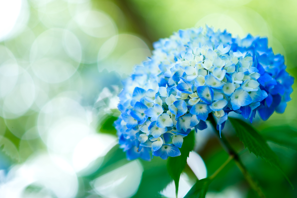 手毬花