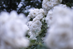 ６月の花嫁