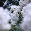 ６月の花嫁