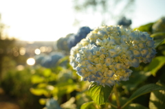 そろそろ紫陽花の季節