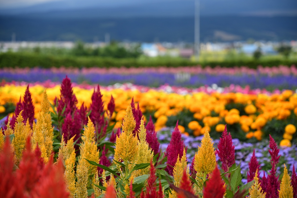 富良野お花畑