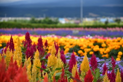 富良野お花畑