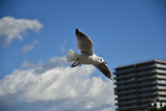 なんて言う鳥でしょうか