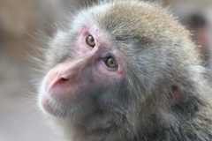 旭山動物園