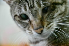 猫カフェ２