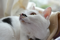 朝の光と猫