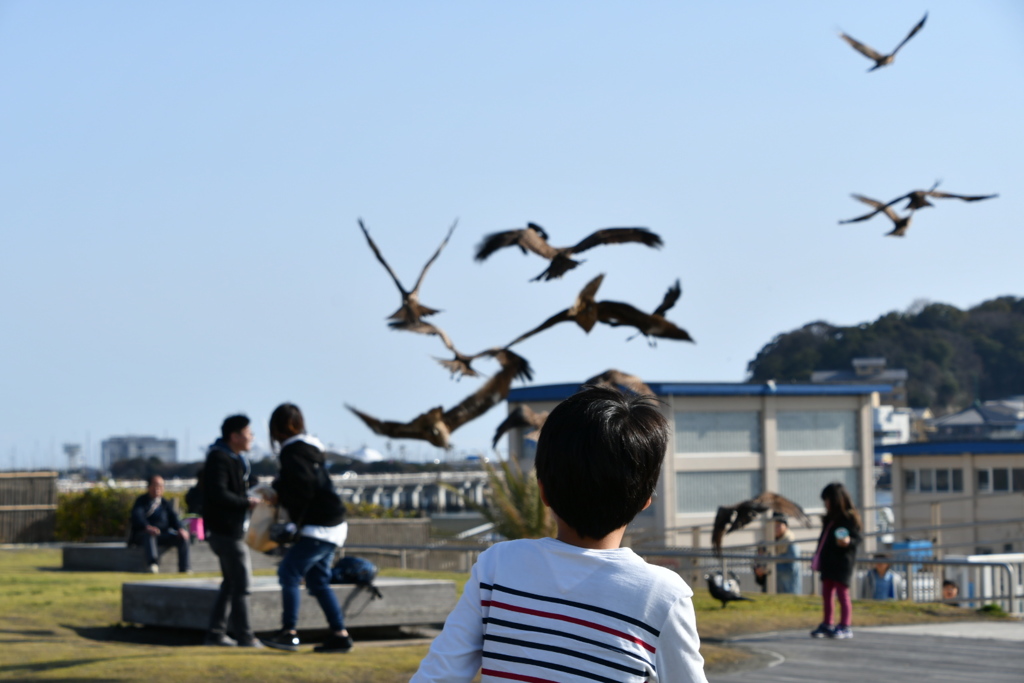 鳥
