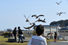 鳥
