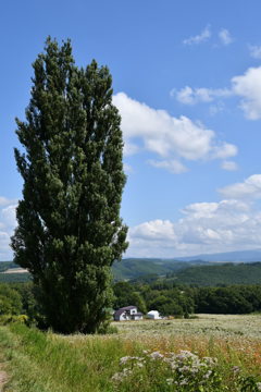 北海道の例の木
