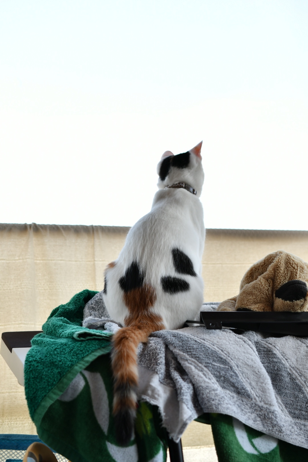 家猫１