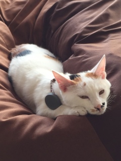 新入り猫