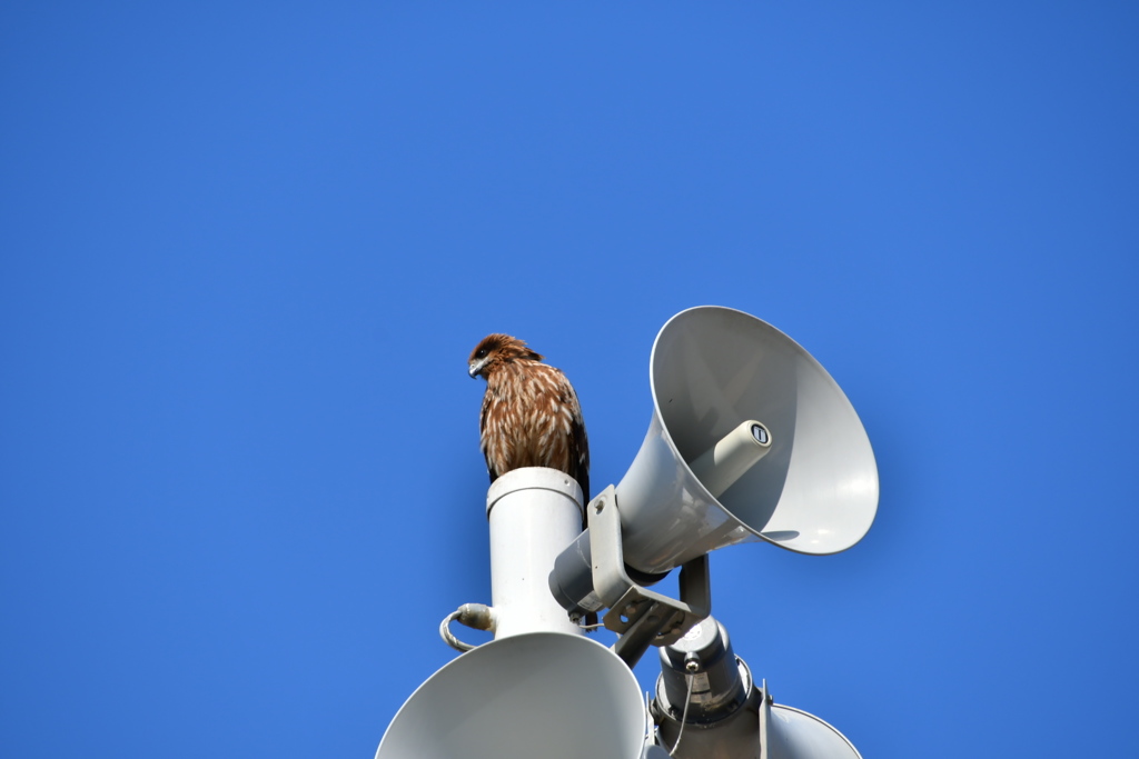 鳶にご注意下さい