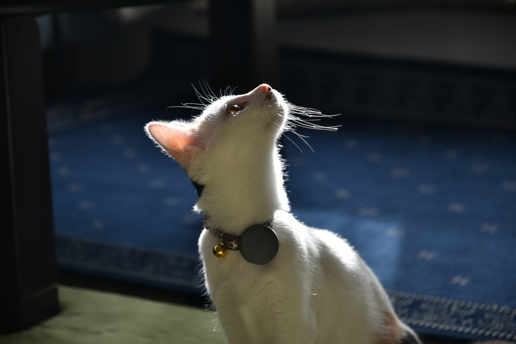 家猫２