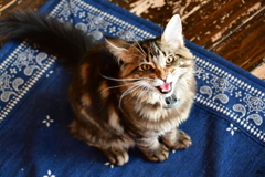 お腹へったー