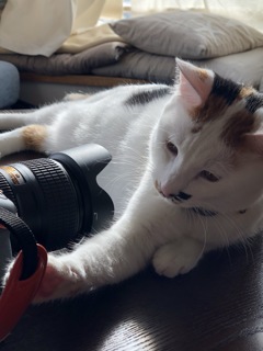 なんにゃこれ
