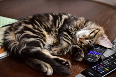 ねむりねこ