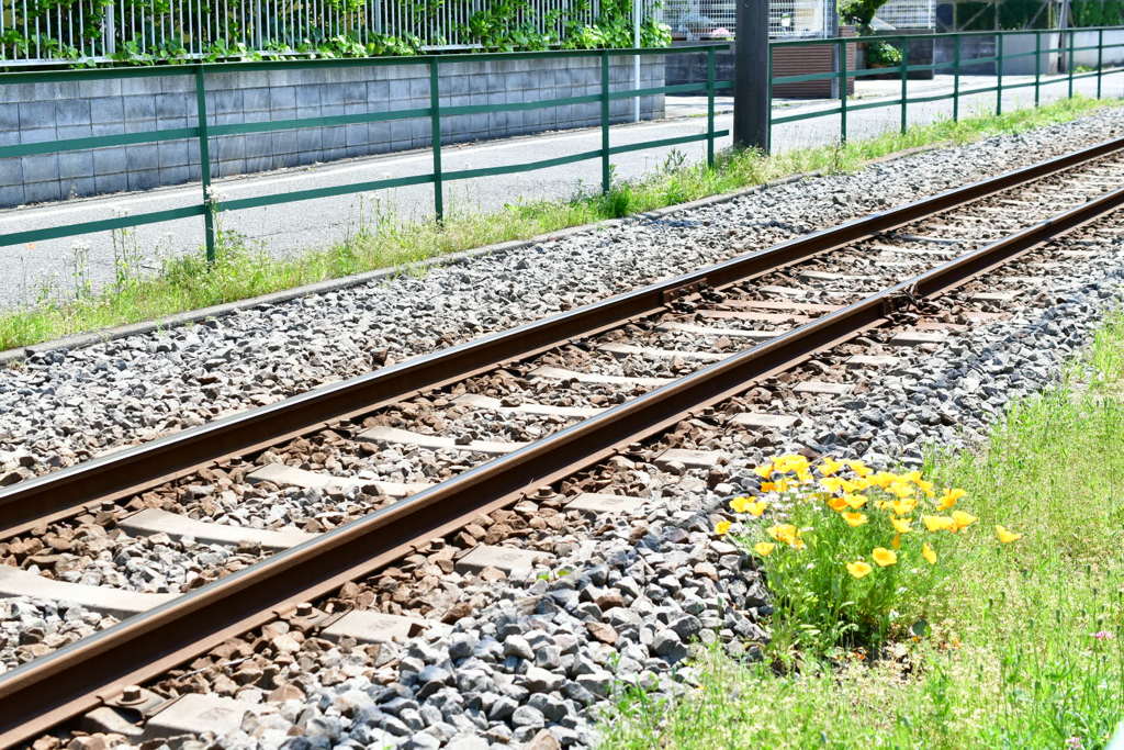 線路わきの花