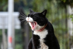 江ノ島猫１あくび