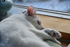 窓辺ねこ