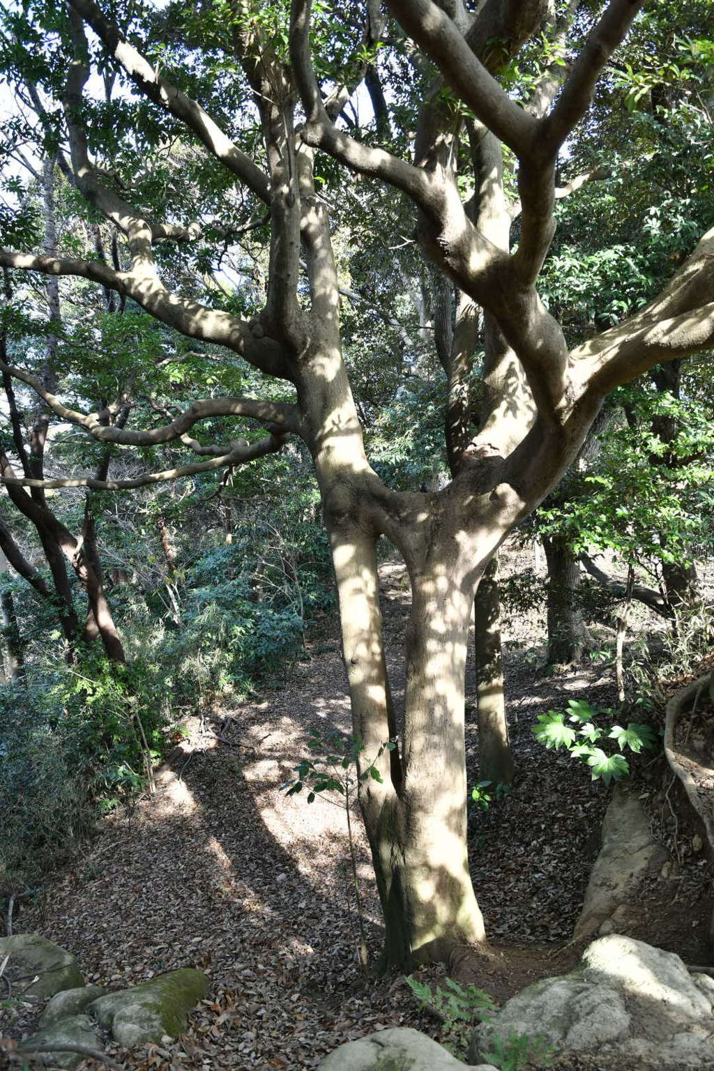 バイパス有り